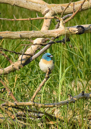 DSC_0102_edited