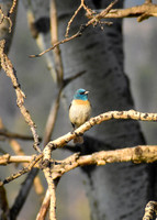 DSC_0038_edited-2