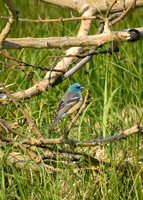 DSC_0093_edited-2