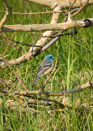 DSC_0093_edited-2