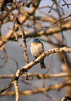 DSC_0049_edited