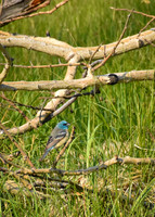 DSC_0093_edited
