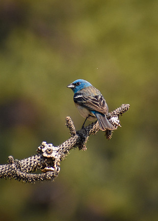 DSC_251_edited