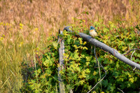 DSC_0879_edited-2