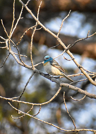 DSC_0981_edited