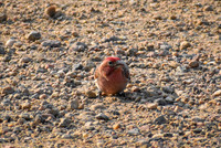 DSC_0007_edited