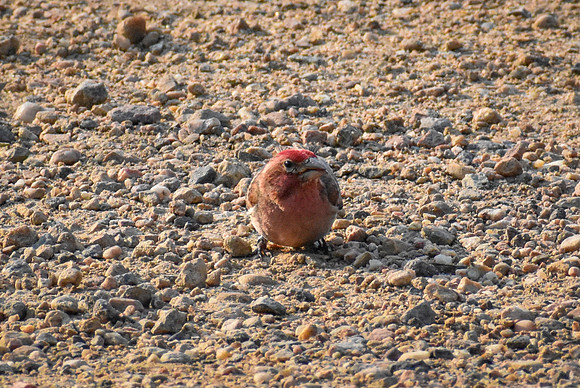 DSC_0007_edited