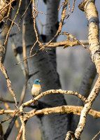 DSC_0038_edited