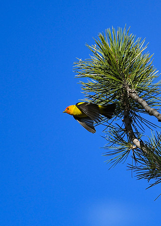DSC_2445_edited