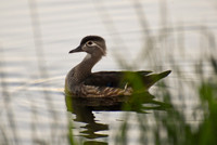DSC_0297_edited