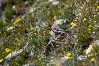 DSC_0465-1-RK-MXK - Pine Grosbeak - Male