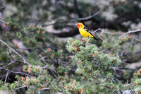 DSC_4517-1 - Western Tanager - male