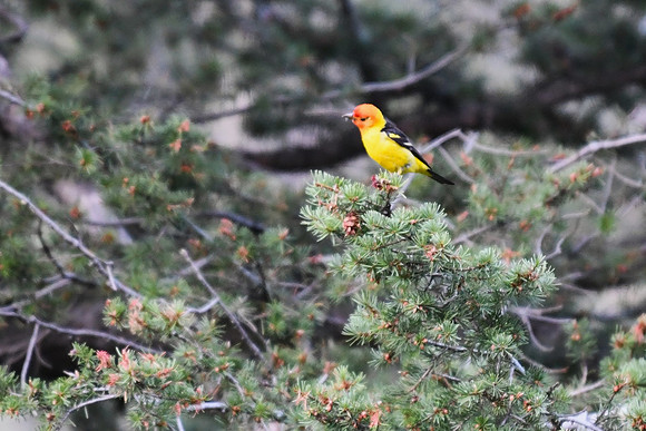 DSC_4517-1 - Western Tanager - male