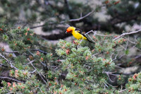DSC_4520-1 - Western Tanager - male