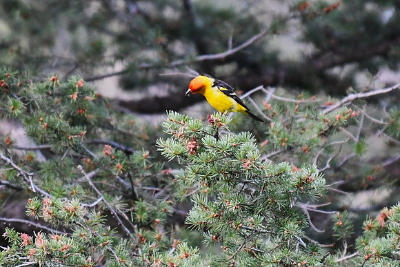 DSC_4520-1 - Western Tanager - male