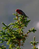DSC_4609-1 - Pine Grosbeak - Male