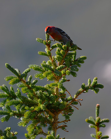 DSC_4609-1 - Pine Grosbeak - Male