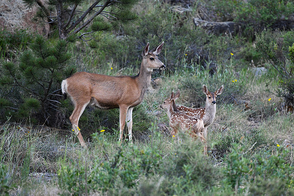 DSC_4485-1