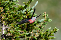 DSC_4643-1 - Pine Grosbeak - Male