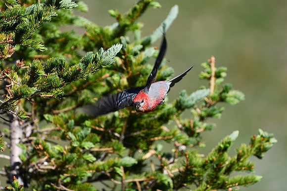 DSC_4643-1 - Pine Grosbeak - Male