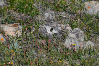 DSC_4696-1