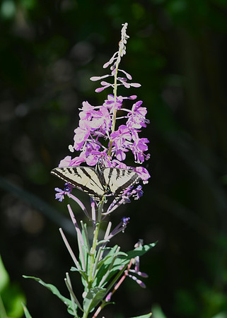 DSC_4739-1 - Swallowtail Butterfly on Fireweed