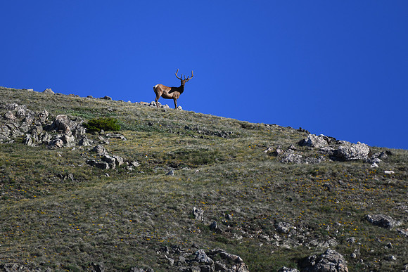 DSC_4650-1