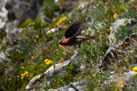 2026-07-11 - RMNP - Pine Grosbeak - Twin Fawns...