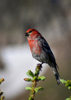 DSC_0102_edited-2-MXK - Pine Grosbeak - Male