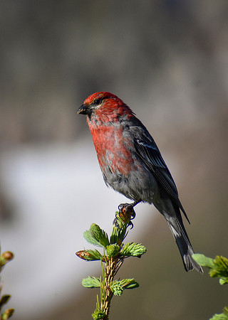 DSC_0102_edited-2-MXK - Pine Grosbeak - Male