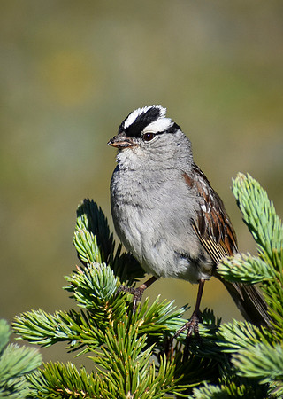 DSC_0172_edited-2-MXK - Crowned Sparrow