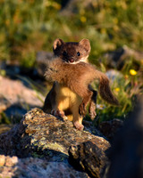 DSC_0241_edited-1-MXK