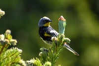 DSC_0105_edited