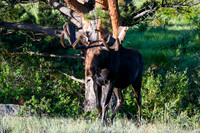 DSC_6118_edited