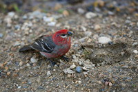 DSC_6787_edited - 2026-08-02