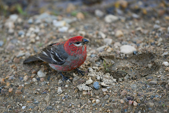 DSC_6787_edited - 2026-08-02