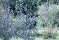 DSC_6650_edited - 2026-08-02