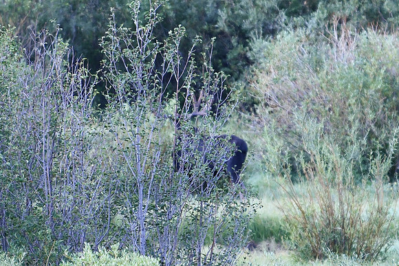 DSC_6650_edited - 2026-08-02