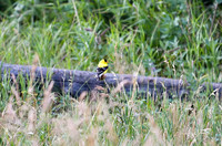 DSC_6656_edited - 2026-08-02