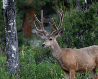 DSC_6671-1-8x10 - 2026-08-02