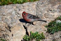 DSC_6774_edited - 2026-08-02
