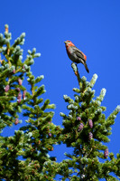 DSC_6805_edited - 2026-08-02