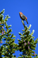 DSC_6805_edited-2 - 2026-08-02
