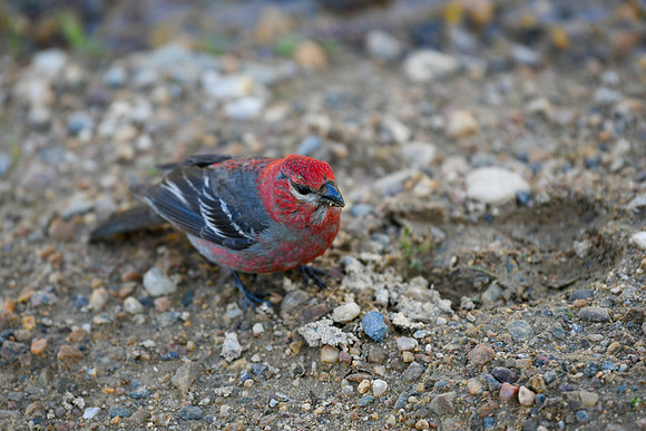 DSC_6785_edited - 2026-08-02