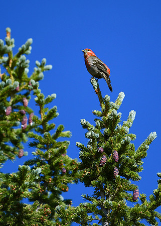 DSC_6806_edited - Male Pine Grosbeak a top an Engelmann Spruce - 2026-08-02