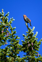 DSC_6806_edited - 2026-08-02