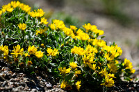 DSC_6813-Alpine Goldenaster_edited - 2026-08-02