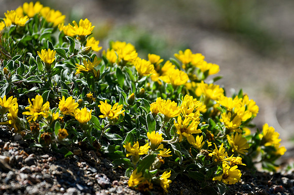 DSC_6813-Alpine Goldenaster_edited - 2026-08-02