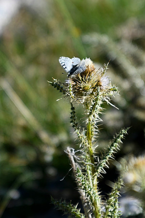 DSC_6916_edited - Rocky Mountain Parnassian on a mountain thistle - 2026-08-02