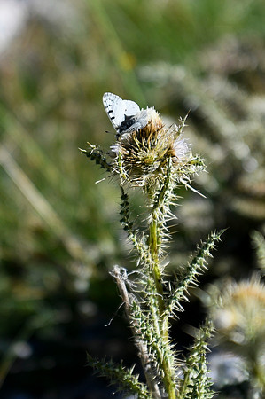 DSC_6914_edited - Rocky Mountain Parnassian on a mountain thistle - 2026-08-02